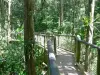 Parque zoológico y botánico de las Mamelles - Sendero en el corazón de la selva