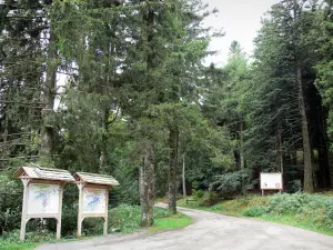 Pass Minier - Informationsschilder und Strasse gesäumt von Bäumen (Wald); im Aigoual Massiv , im Cevennen-Nationalpark (Cevennen Massiv)