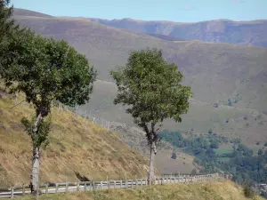 Pass Peyresourde - Vom Pass aus, Blick auf die Strasse gesäumt von zwei Bäumen, und die Gebirgskette der Pyrenäen