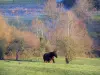 Pays d'Auge - Cheval dans une prairie et arbres