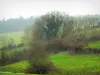 Pays de Bray area - Green meadows, trees and shrubs