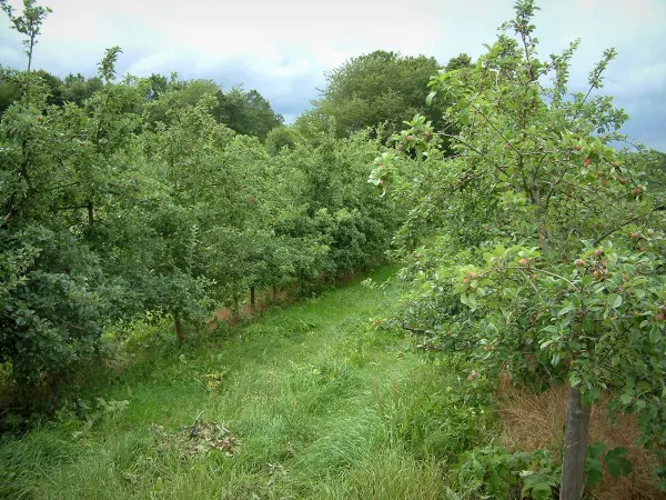 Pays d'Othe - Apple (alberi da frutto) in un frutteto con le mele