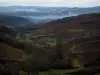 Paysages - Champs de vignes (vignoble du Beaujolais) et arbres