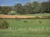 Paysages de l'Ain - Prairies entourées de clôtures, et arbres