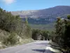 Paysages des Alpes-de-Haute-Provence - Route Napoléon bordée d'arbres avec vue sur la montagne ; dans le Parc Naturel Régional du Verdon