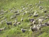 Paysages des Alpes-de-Haute-Provence - Troupeau de moutons dans un pré