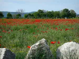 Paysages des Alpes-de-Haute-Provence - Champ de coquelicots et de fleurs sauvages, rochers en premier plan et arbres en arrière-plan