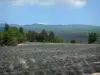 Paysages des Alpes-de-Haute-Provence - Champ de lavande, arbres et collines