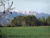 Paysages des Alpes-de-Haute-Provence - Prairie, arbres et montagne, branches en premier plan