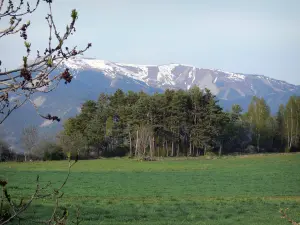 Paysages des Alpes-de-Haute-Provence - Prairie, arbres et montagne, branches en premier plan