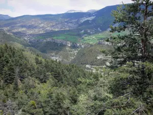Paysages des Alpes-de-Haute-Provence - Arbres en premier plan avec vue sur les montagnes