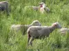 Paysages des Alpes-de-Haute-Provence - Moutons dans un pré