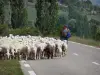 Paysages des Alpes-de-Haute-Provence - Berger et son troupeau de mouton sur une route