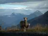 Paysages alpins de Savoie - Mouton et son petit (agneau), herbes sauvages, montagnes aux cimes enneigées et ciel nuageux (route des Grandes Alpes)