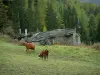 Paysages alpins de Savoie - Alpage (pâturage) avec des vaches Abondance et Tarine, vieille bergerie (construction) en pierre, remontée mécanique (télésiège) et forêt