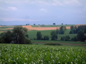 Paysages d'Alsace - Champ de maïs, arbres, champs et collines en arrière-plan