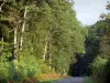 Paysages de l'Anjou - Forêt de Chandelais : route bordée d'arbres