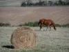 Paysages de l'Anjou - Botte de foin et cheval dans un pré, et champs