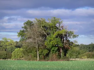 Paysages de l'Anjou - Champ, arbres, forêt et ciel nuageux
