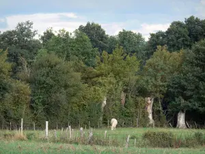 Paysages de l'Anjou - Vache dans un pré et arbres