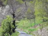 Paysages de l'Ardèche - Parc Naturel Régional des Monts d'Ardèche - Pays des châtaigniers : petite route bordée d'arbres