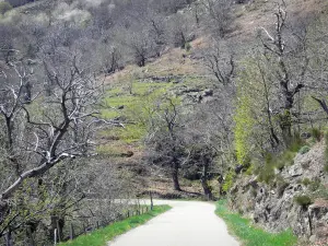 Paysages de l'Ardèche - Parc Naturel Régional des Monts d'Ardèche - Pays des châtaigniers : petite route bordée d'arbres