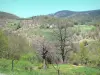 Paysages de l'Ardèche - Parc Naturel Régional des Monts d'Ardèche - Pays des châtaigniers : paysage verdoyant constitué d'arbres et de terrasses de pierres sèches