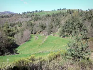 Paysages de l'Ardèche - Paysage verdoyant constitué d'arbres et de prés
