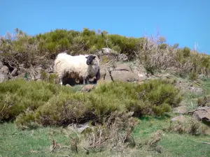 Paysages de l'Ardèche - Vue sur un bélier à tête noire et corps blanc