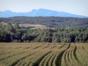 Paysages de l'Ariège - Champs, arbres et collines