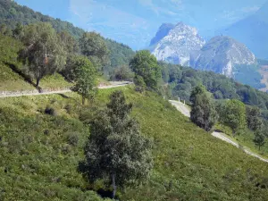 Paysages de l'Ariège - Route de montagne bordée d'arbres et de végétation