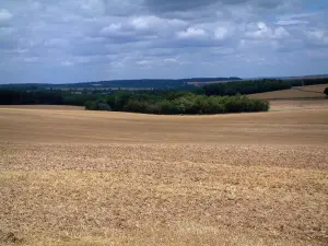 Paysages de l'Aube - Vaste champ avec forêts en arrière-plan et nuages dans le ciel