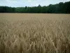 Paysages de l'Aube - Épis de blé d'un champ avec forêt en arrière-plan