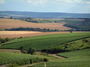 Paysages de l'Aube - Collines couvertes de vignes, de champs et de bois