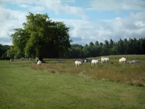 Paysages de l'Aube - Vaches blanches dans un pâturage, arbres et nuages dans le ciel