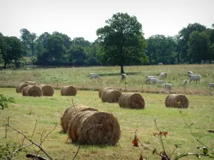 Paysages du Berry - Branches, bottes de paille, pâturage avec des vaches et forêt en arrière-plan