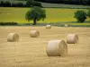 Paysages de Bourgogne - Bottes de paille, arbres et champ de tournesols