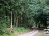 Paysages de Bourgogne - Chemin forestier bordé d'arbres ; dans le Parc Naturel Régional du Morvan