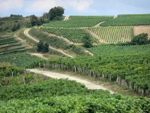 Paysages de Bourgogne - Champs de vignes du vignoble de Pouilly