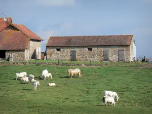 Paysages de Bourgogne - Vaches Charolaises dans un pâturage en bordure d'une ferme