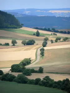 Paysages de Bourgogne - Petite route bordée de champs