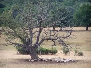 Paysages de la Bourgogne du Sud - Troupeau de moutons au pied d'un arbre
