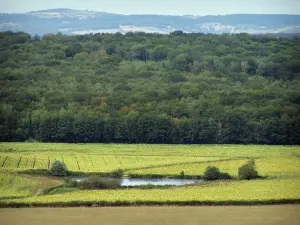 Paysages de la Bourgogne du Sud - Plan d'eau entouré de champs et forêt