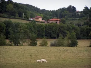 Paysages de la Bourgogne du Sud - Vache Charolaise et son veau dans un pâturage, arbres et maisons