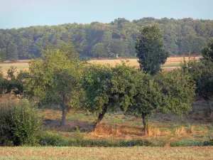 Paysages de Bretagne intérieure - Champs, arbres et forêt