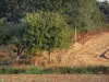 Paysages de Bretagne intérieure - Arbres et champs