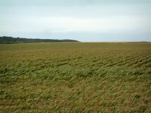 Paysages du Pas-de-Calais intérieur - Champ de maïs et arbustes