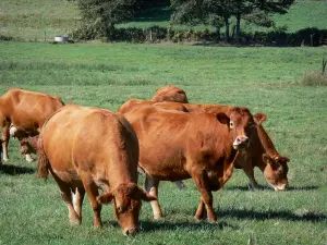 Paysages de Charente - Troupeau de vaches dans un pâturage