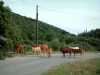 Paysages de Corse intérieure - Route avec vaches et veaux, colline recouverte d'arbres