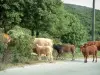 Paysages de Corse intérieure - Route avec vaches et veaux, arbres